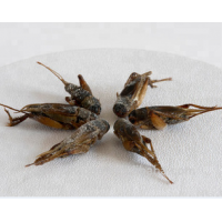 Frozen Feeder Crickets for Animal Use Pet Food And Reptiles Chickens Birds Fish Amphibians